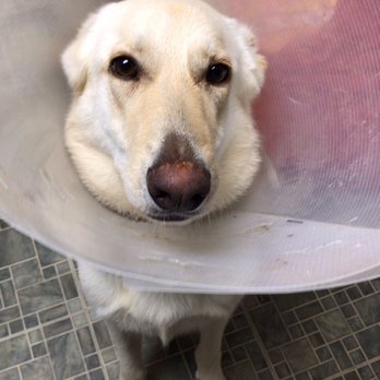 Planned PEThood - Tofu after her surgery! - Veterinarians Near Me - Duluth, Georgia