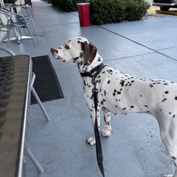 Daddy Dee's Ice Cream Parlor - Freckles waiting for her pup Cup!