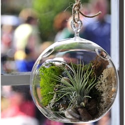 Southeast Succulents - Air Plant (not a succulent) Terrariums