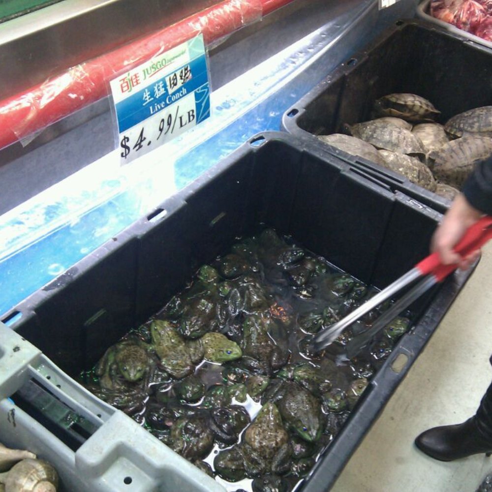 Jusgo Supermarket - Yes, live frogs and turtles - International Grocery Near Me - Houston, Texas Jusgo Supermarket - Yes, live frogs and turtles - International Grocery Near Me - Houston, Texas