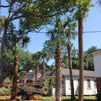 Greenwise Tree Surgeons - Clean palms! - Tree Services Near Me