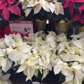 Giant Eagle - poinsettias - Drugstores Near Me - Seven Fields, Pennsylvania