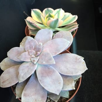OC Succulents - free succulent day July 9 - Nurseries & Gardening Near Me - Irvine, California