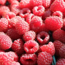 Koch Family Farm - Get your raspberries before they are gone.