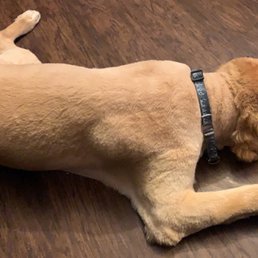 Frodo chilling after his haircut