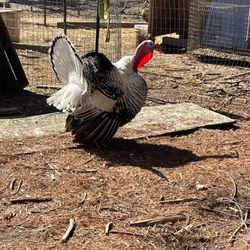 Piney Pig & Poultry Farm - Tom The Turkey
