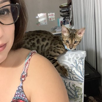 Precious Bengals - Pet Breeders Near Me