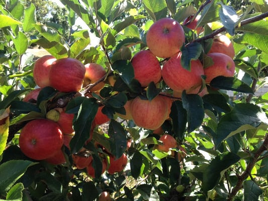 Oregon Heritage Farms by null