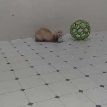 Greater Chicago Ferret Association - Animal Shelters Near Me Greater Chicago Ferret Association - Animal Shelters Near Me