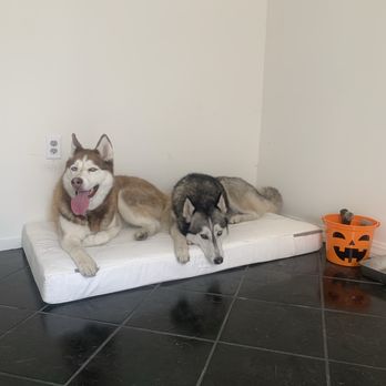 Apawche Dogs - Pet Boarding Near Me - Oakland, California Apawche Dogs - Pet Boarding Near Me - Oakland, California