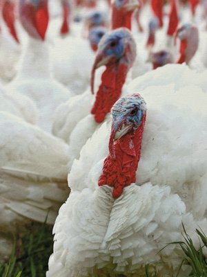 Ferndale Market by null