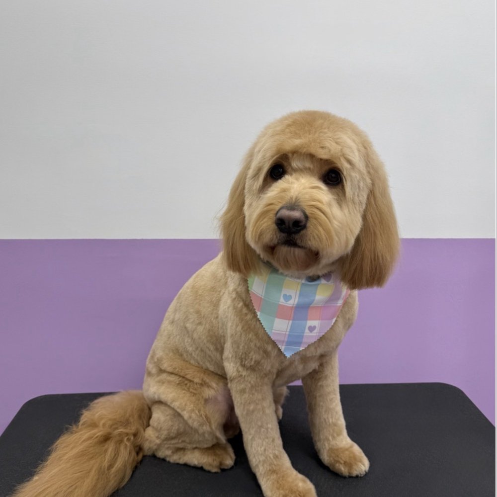 Pawssentials - Blue - Pet Groomers Near Me - Milpitas, California