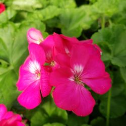Honeymoon Acres - Geraniums in spring!