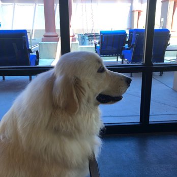 Cobblestone Auto Spa - Waiting at the car wash with Sully. Shout out and thank you for being dog friendly. - Car Wash Near Me - Glendale, Arizona