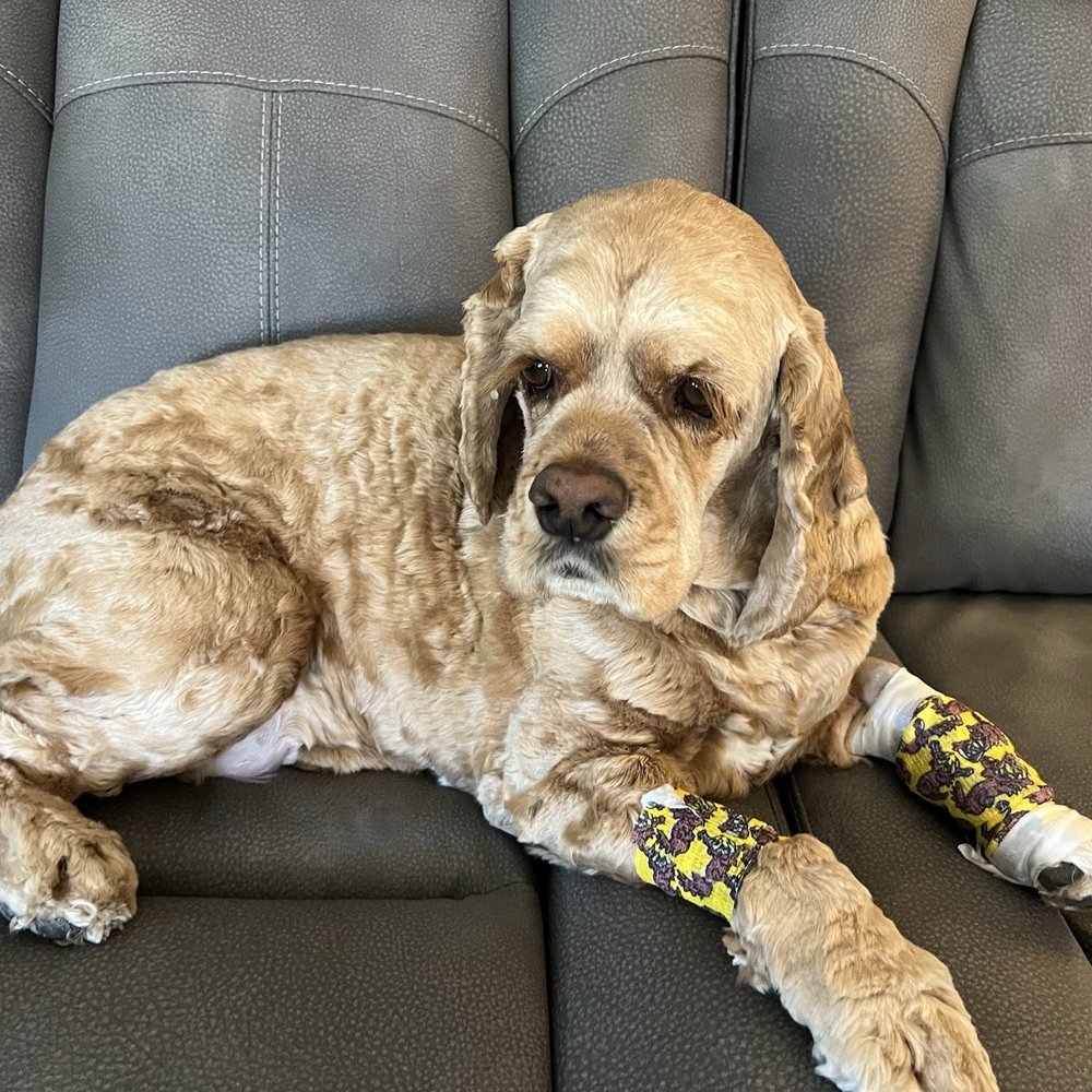 Gem Veterinary Clinic - Veterinarians Near Me - Emmett, Idaho