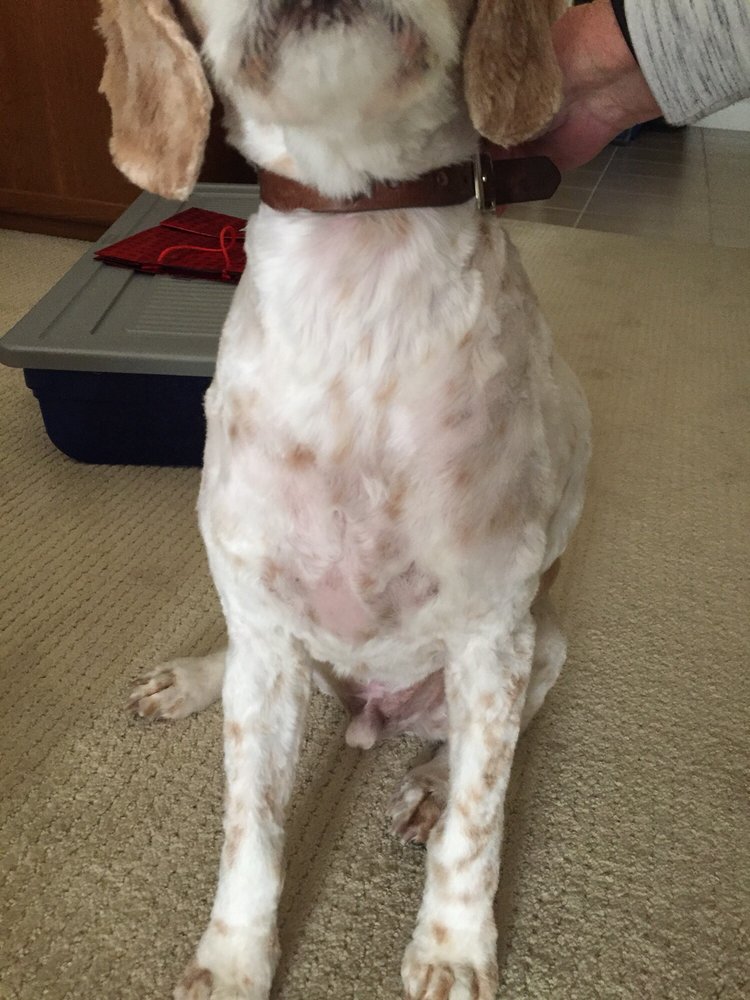 A1 BOARDING KENNELS Updated September 2024 3755 Gordon Drive