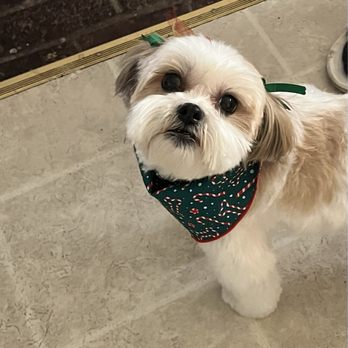Bark Boutique - Pet Groomers Near Me - Sacramento, California Bark Boutique - Pet Groomers Near Me - Sacramento, California