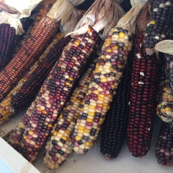 Green Acres Farm - So much corn! - Bakeries Near Me - Hudson, New York Green Acres Farm - So much corn! - Bakeries Near Me - Hudson, New York