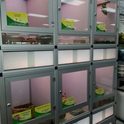 Pet Supermarket - Lizzards