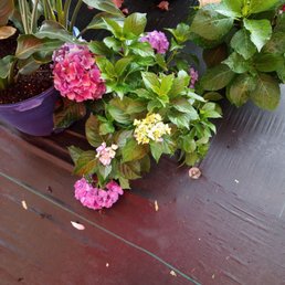 Flowers Flowers