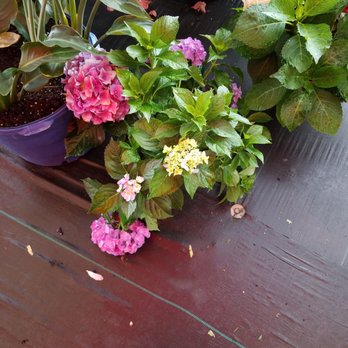 Holiday's Nursery & Landscaping - Flowers - Nurseries & Gardening Near Me - Jacksonville, Florida Holiday's Nursery & Landscaping - Flowers - Nurseries & Gardening Near Me - Jacksonville, Florida