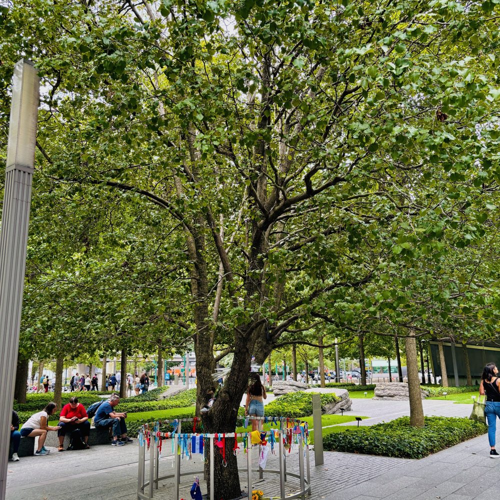 survivor tree - Survivor Tree_NYC_Yelp_Sanju-1 - Local Flavor Near Me survivor tree - Survivor Tree_NYC_Yelp_Sanju-1 - Local Flavor Near Me