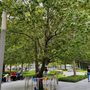 Photo of survivor tree