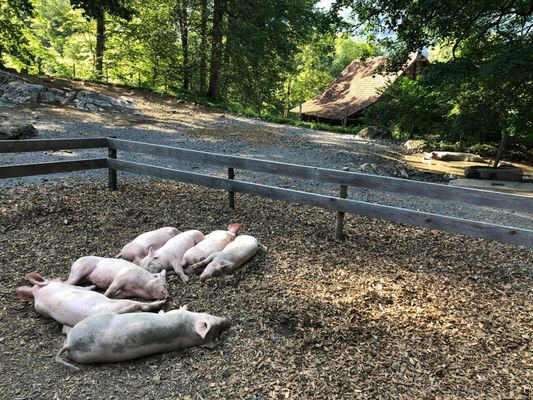 Ballenberg, Swiss Open-Air Museum by null