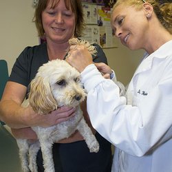 Grand Rapids Veterinary Clinic