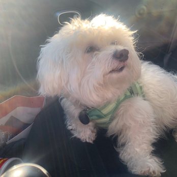 PetSmart - Before - Pet Groomers Near Me - Torrance, California