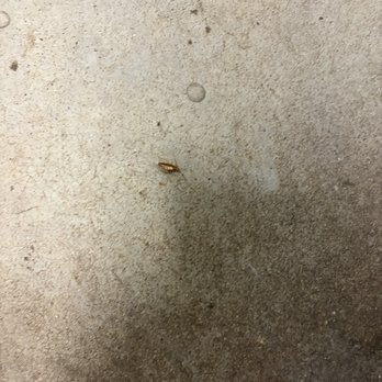 8N Lofts - Roach in apartment - University Housing Near Me - Lincoln, Nebraska 8N Lofts - Roach in apartment - University Housing Near Me - Lincoln, Nebraska