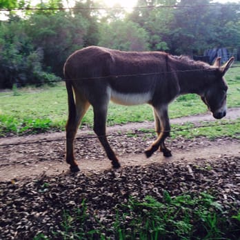 Cornelis Bol Park - Donkey! Guess if this is Perry or Niner - Parks Near Me - Palo Alto, California Cornelis Bol Park - Donkey! Guess if this is Perry or Niner - Parks Near Me - Palo Alto, California