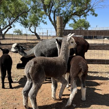 Black Barn Alpacas - Attraction Farms Near Me - Finksburg, Maryland