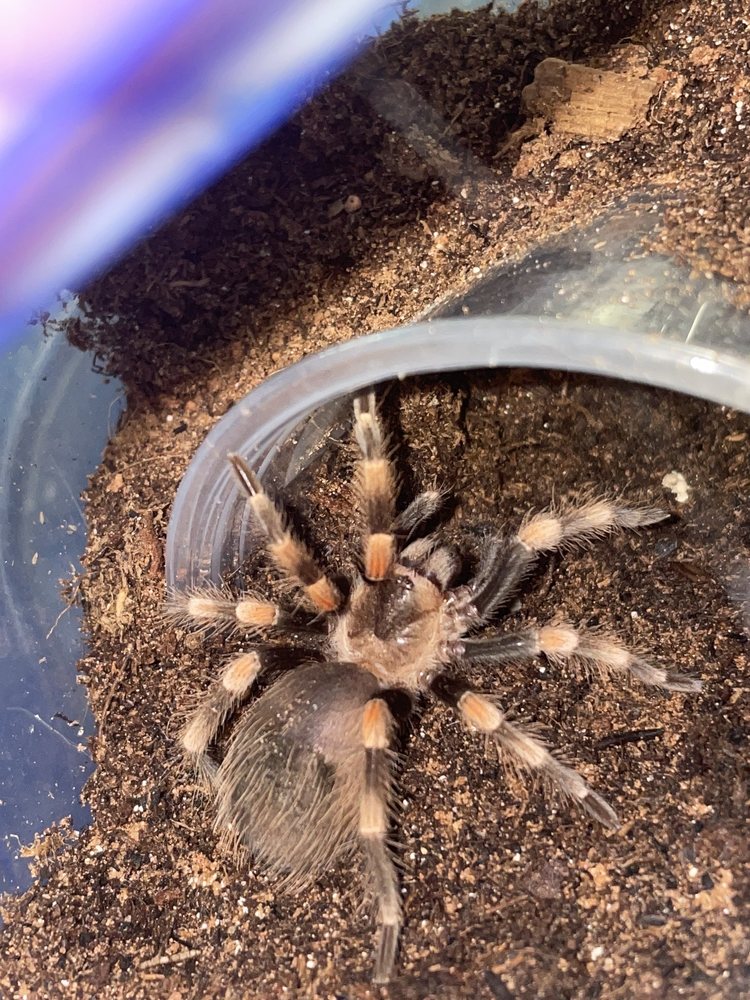 ARACHNID ACADEMY Updated October 2024 23 Photos 930 S 4th St, Las