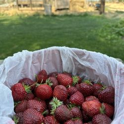 The Berry Ranch