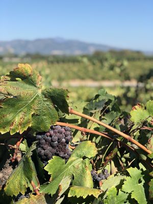 Photo of Francis Ford Coppola Winery - Geyserville, CA, US.