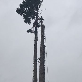 Trevor's Tree Service - Tree Services Near Me Trevor's Tree Service - Tree Services Near Me