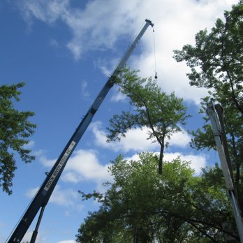 L P Tree Service - undefined - Tree Services Near Me - Janesville, Wisconsin