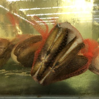 Marina Grocery - Huge razor clams - International Grocery Near Me - Milpitas, California