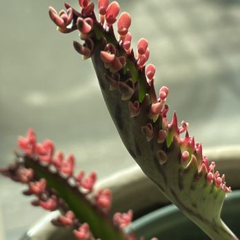 CA Succulent Garden - Close up of the pups!! - Nurseries & Gardening Near Me - Placentia, California