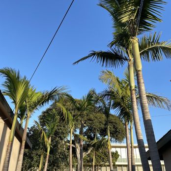 Octavio's Tree Service - Excellent job they did with the palm trees in my backyard. - Tree Services Near Me Octavio's Tree Service - Excellent job they did with the palm trees in my backyard. - Tree Services Near Me