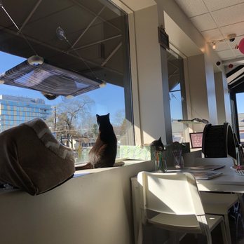 Cat Tales Cat Cafe - Cafes Near Me - Chapel Hill, North Carolina Cat Tales Cat Cafe - Cafes Near Me - Chapel Hill, North Carolina