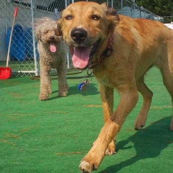 DSL Dog Training and Boarding - Pet Training Near Me - Monroe, North Carolina DSL Dog Training and Boarding - Pet Training Near Me - Monroe, North Carolina