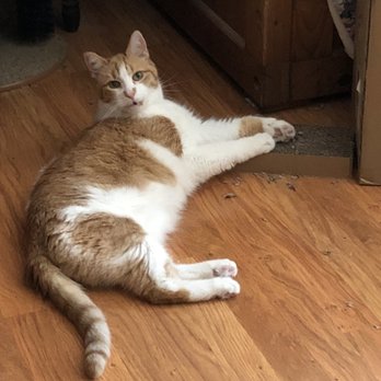 VCA Wakefield Animal Hospital - My Georgie boy! - Veterinarians Near Me - Wakefield, Massachusetts VCA Wakefield Animal Hospital - My Georgie boy! - Veterinarians Near Me - Wakefield, Massachusetts