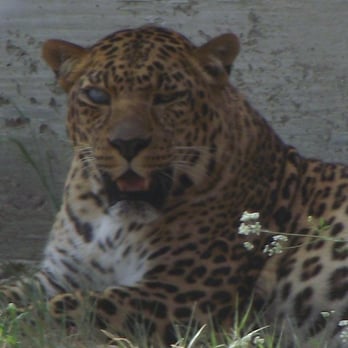 Austin Zoo - Leopard - Zoos Near Me - Austin, Texas