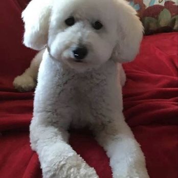 Friendly Paws Mobile Grooming - Pet Groomers Near Me Friendly Paws Mobile Grooming - Pet Groomers Near Me