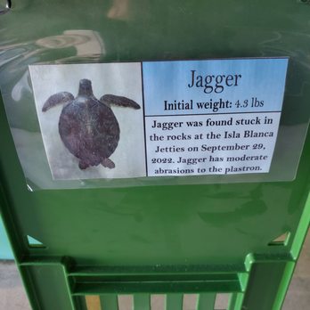 Sea Turtle - Aquariums Near Me - South Padre Island, Texas Sea Turtle - Aquariums Near Me - South Padre Island, Texas