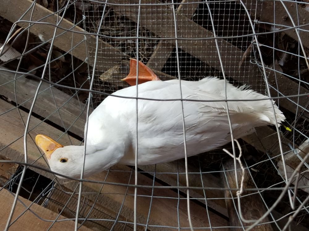 PEARSON LIVESTOCK Updated October 2024 52 Photos 1168 Highway 441