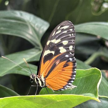 Niagara Parks Butterfly Conservatory - Zoos Near Me - Niagara Falls, Ontario