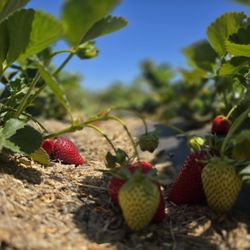Tru2Earth Farm - Very Berry Strawberry!